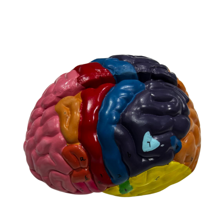 Modelo de Cérebro com regiões Neuro-Funcionais