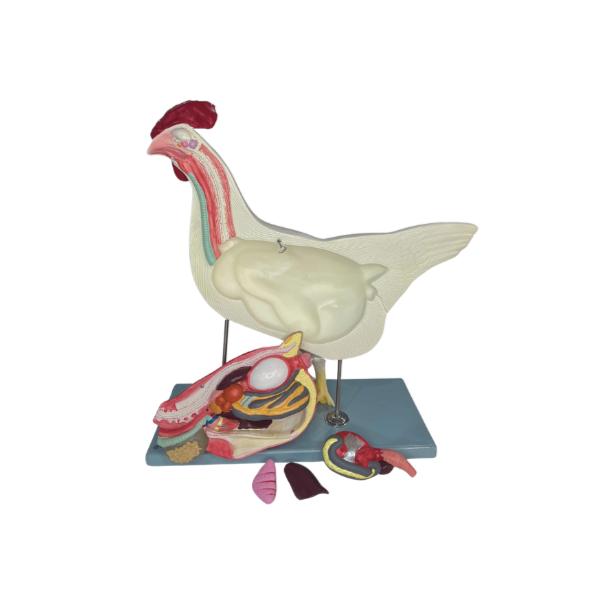 Modelo de Anatomia da Galinha