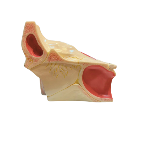 Modelo de Olho em Órbita Ampliado, em 10 Partes