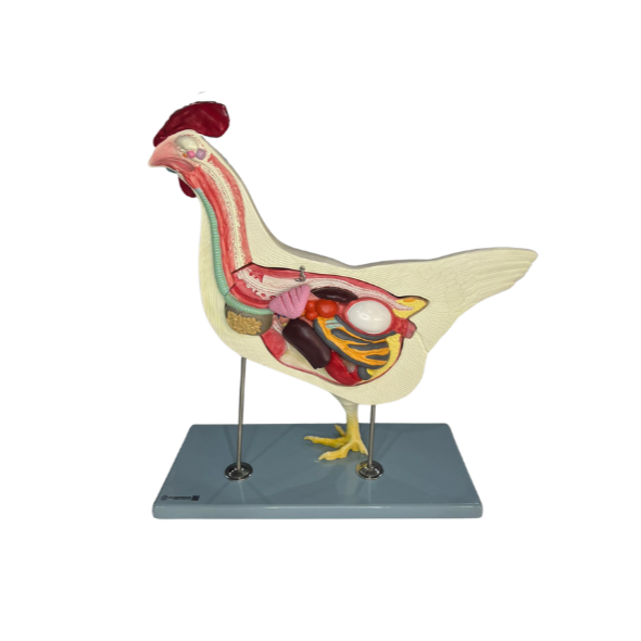 Modelo de Anatomia da Galinha