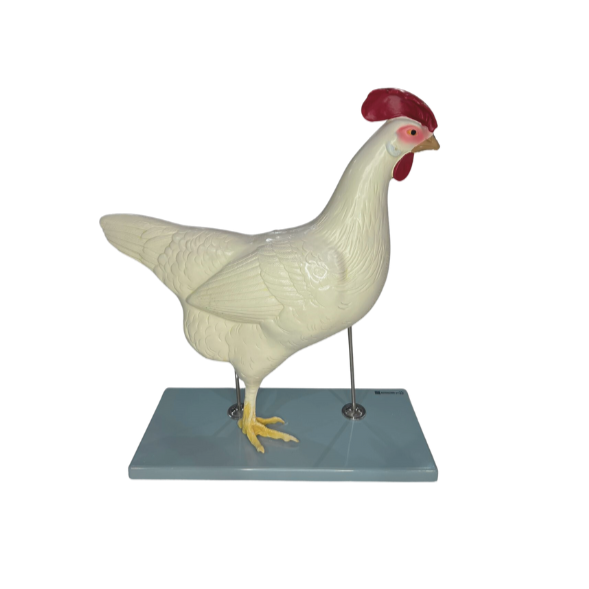 Modelo de Anatomia da Galinha