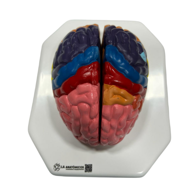 Modelo de Cérebro com regiões Neuro-Funcionais