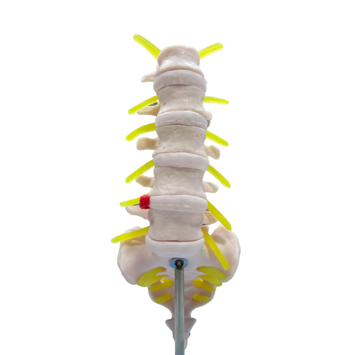 Modelo de Coluna Vertebral Lombar