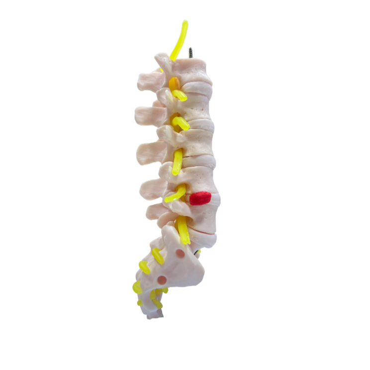 Modelo de Coluna Vertebral Lombar