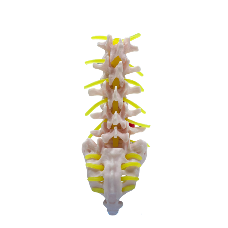 Modelo de Coluna Vertebral Lombar