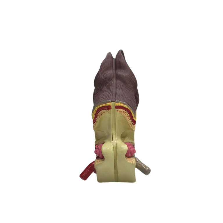 Modelo de Orelha de cão