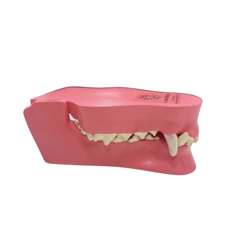 Modelo de Dentes de Cão