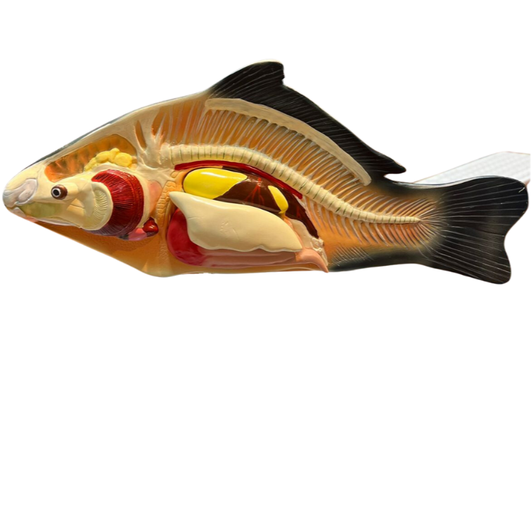 Modelo de Anatomia do Peixe