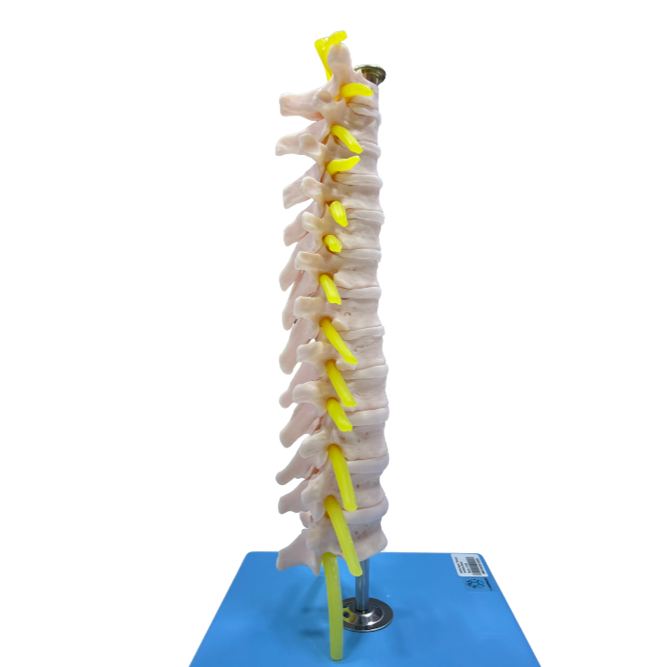 Modelo de Coluna Vertebral Torácica