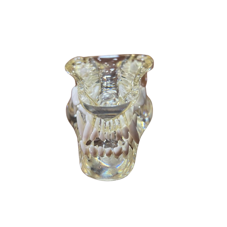 Modelo de Dentes Transparentes