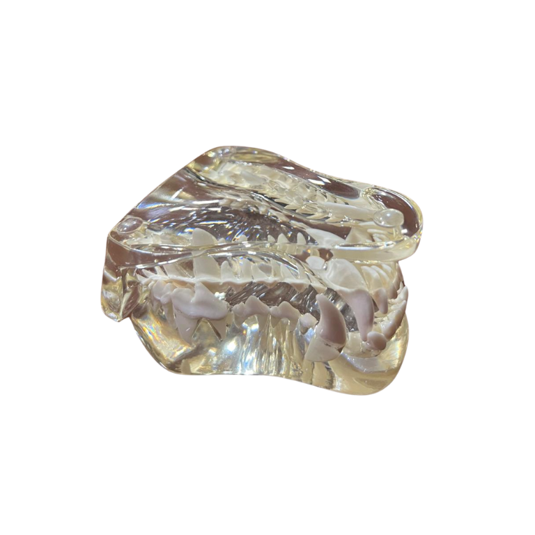 Modelo de Dentes Transparentes