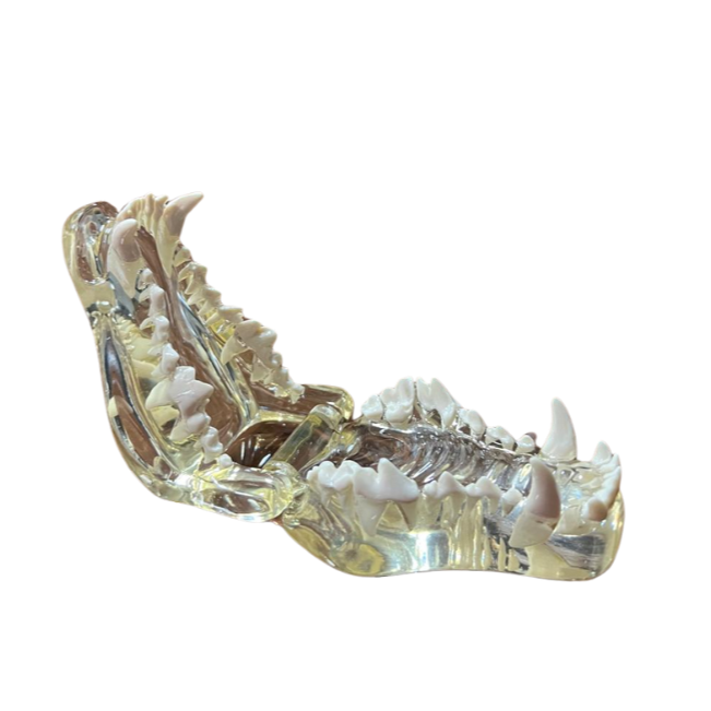 Modelo de Dentes Transparentes