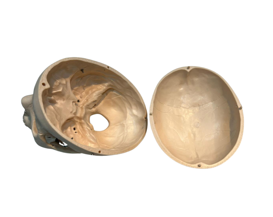 Modelo de Crânio, em 2 Partes