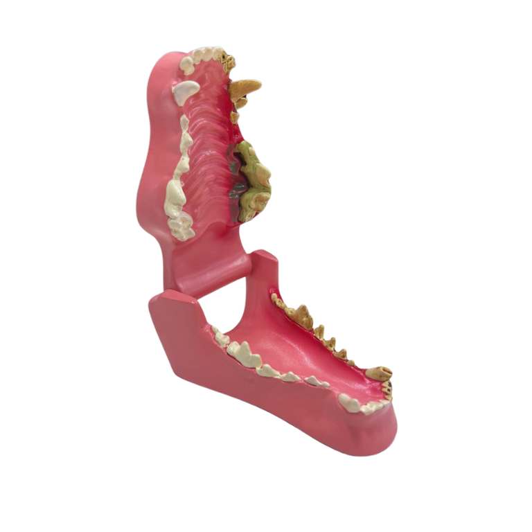 Modelo de Dentes de Cão