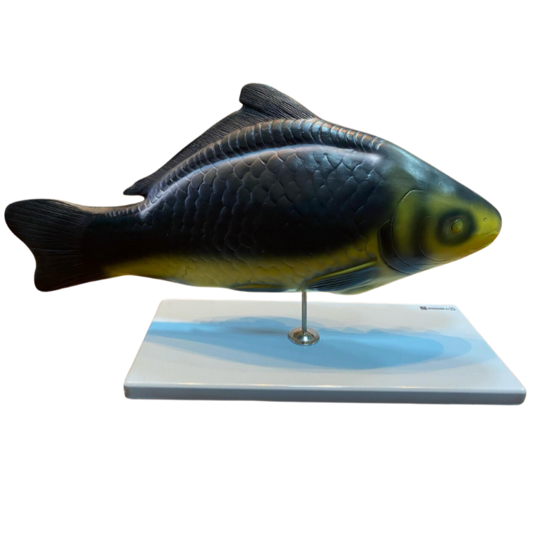 Modelo de Anatomia do Peixe