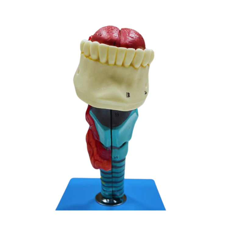 Modelo de Laringe com Língua e Dentes, em 5 Partes