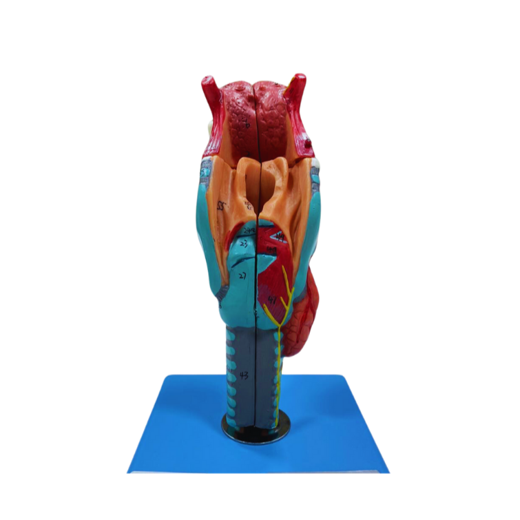 Modelo de Laringe com Língua e Dentes, em 5 Partes