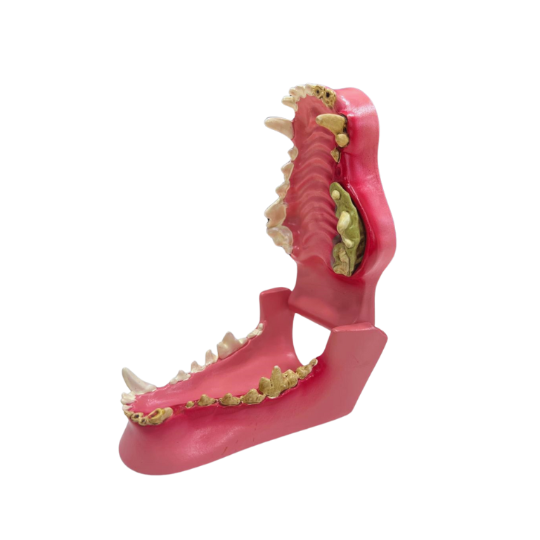Modelo de Dentes de Cão