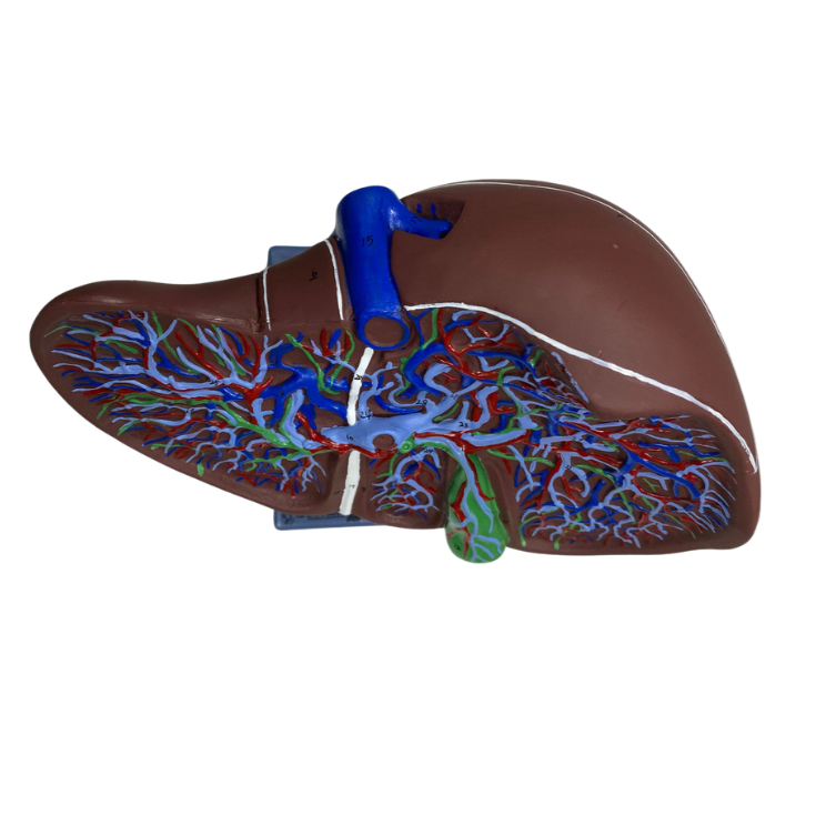 Modelo de Fígado E Vesícula