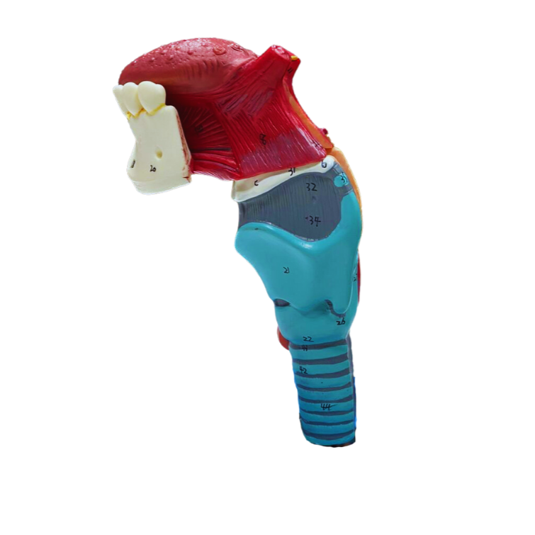 Modelo de Laringe com Língua e Dentes, em 5 Partes
