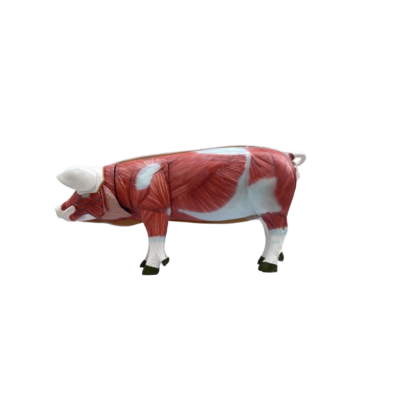 Modelo de Porco 17 Peças