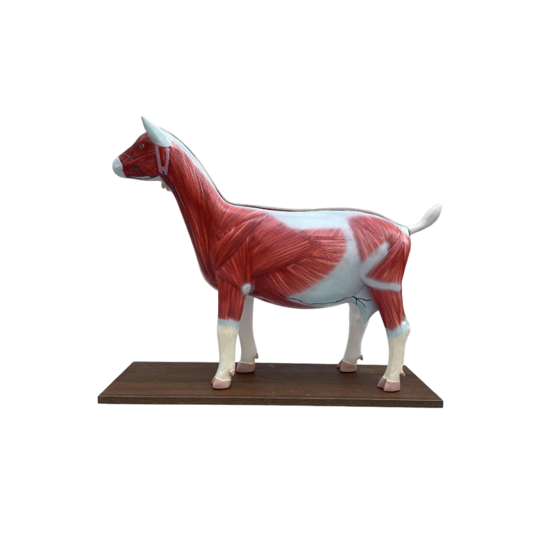 Modelo de Anatomia da Ovelha