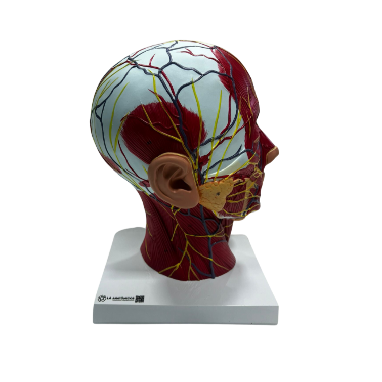 Modelo de Cabeça com Musculatura, em Corte Sagital
