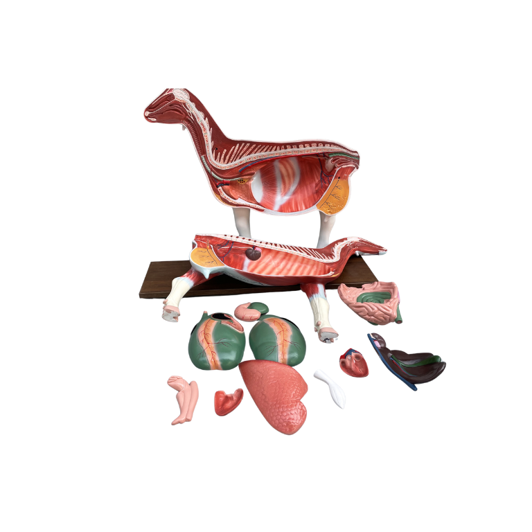 Modelo de Anatomia da Ovelha