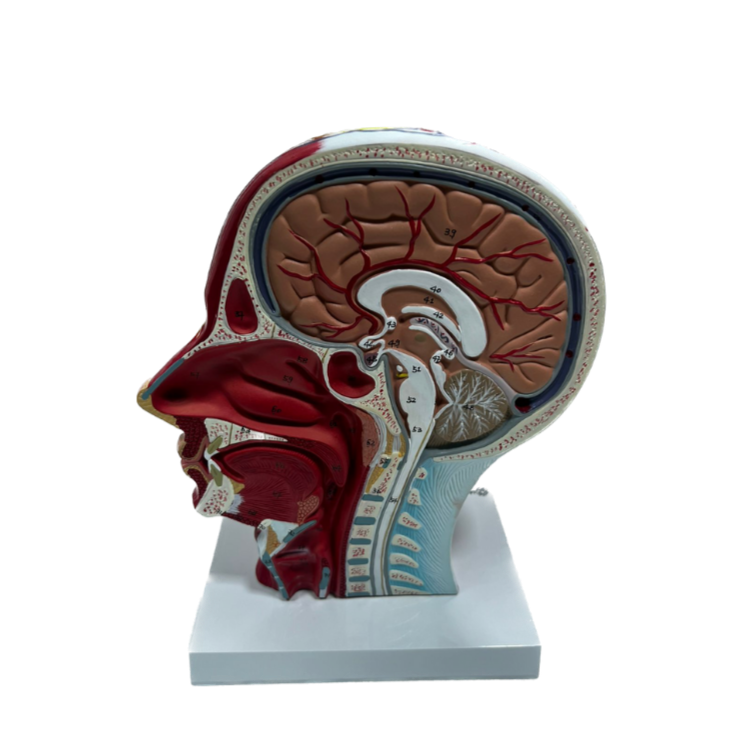 Modelo de Cabeça com Musculatura, em Corte Sagital