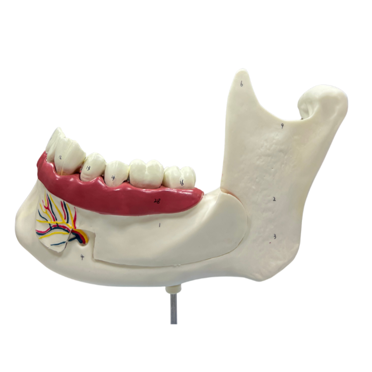 Modelo de Anatomia do Dente e Mandíbula Inferior de um Jovem (18 anos), em 6 Partes