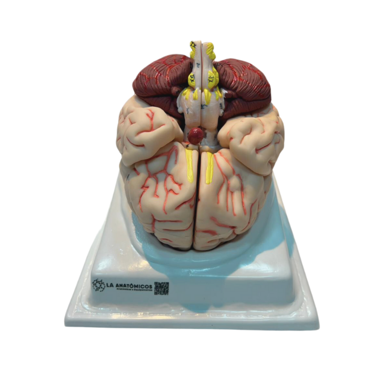 Modelo cerebral