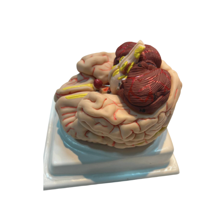 Modelo cerebral