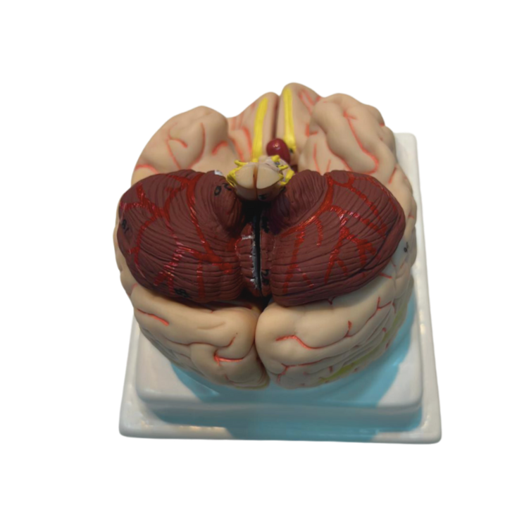 Modelo cerebral