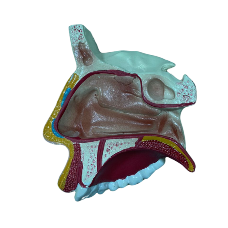 Modelo de Nariz com Arcada Dentária Superior