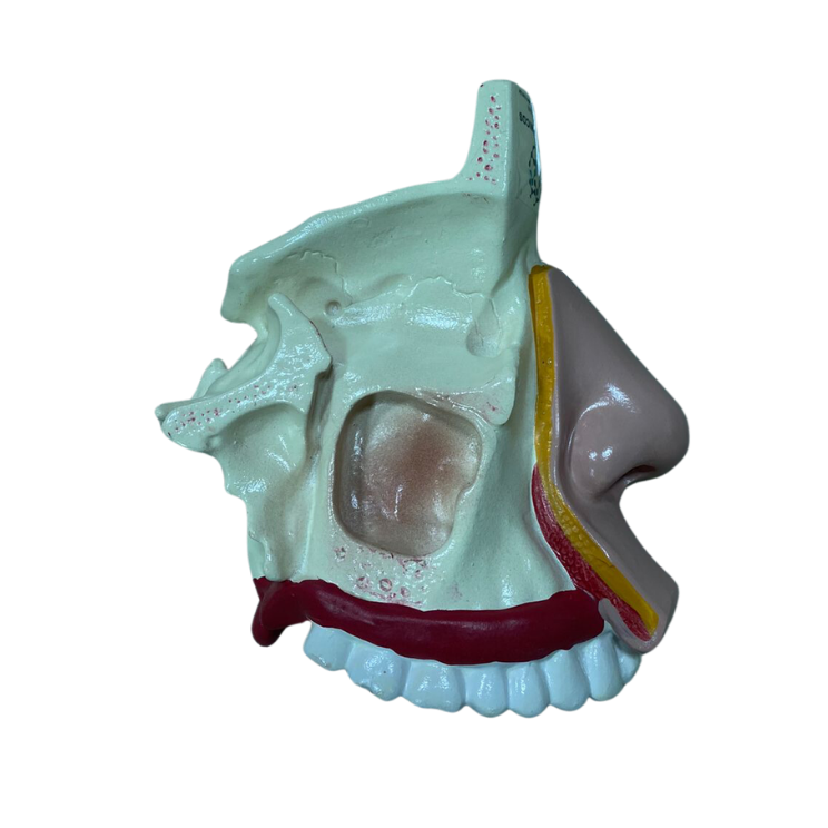 Modelo de Nariz com Arcada Dentária Superior