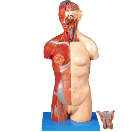 Modelo de Torso Luxo 85 cm, Bissexual, com Coluna Exposta, em 32 partes
