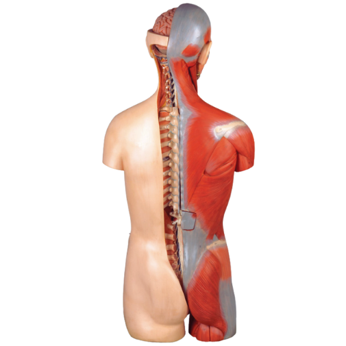 Modelo de Torso Luxo 85 cm, Bissexual, com Coluna Exposta, em 32 partes
