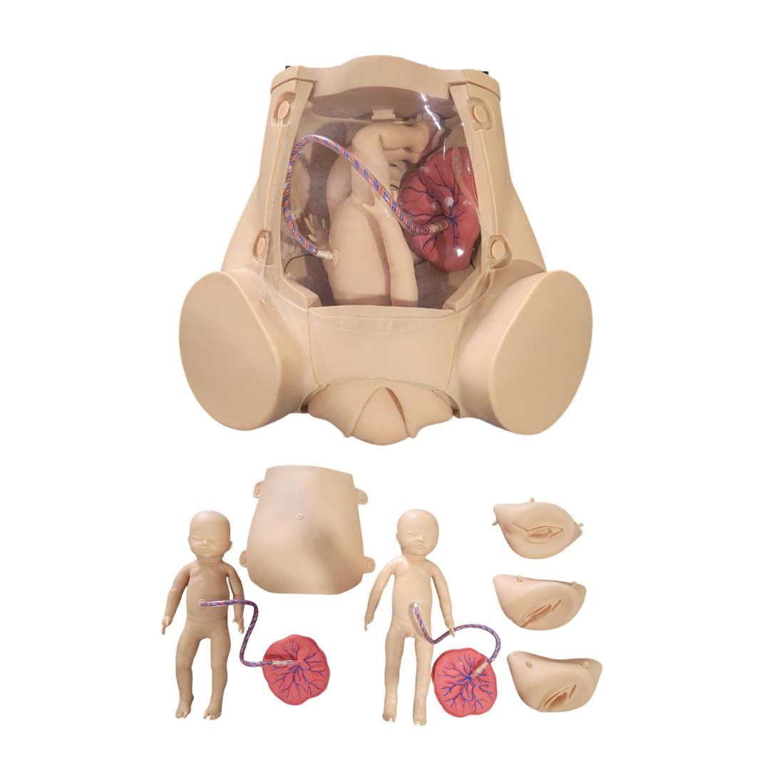 Simulador de Parto Gemelar, com Placenta
