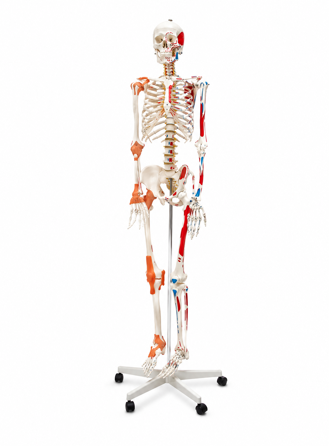Esqueleto Humano com Ligamentos e Inserções Musculares