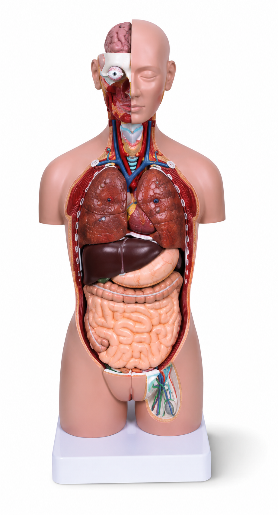Torso Anatômico Bissexual com Costas Abertas