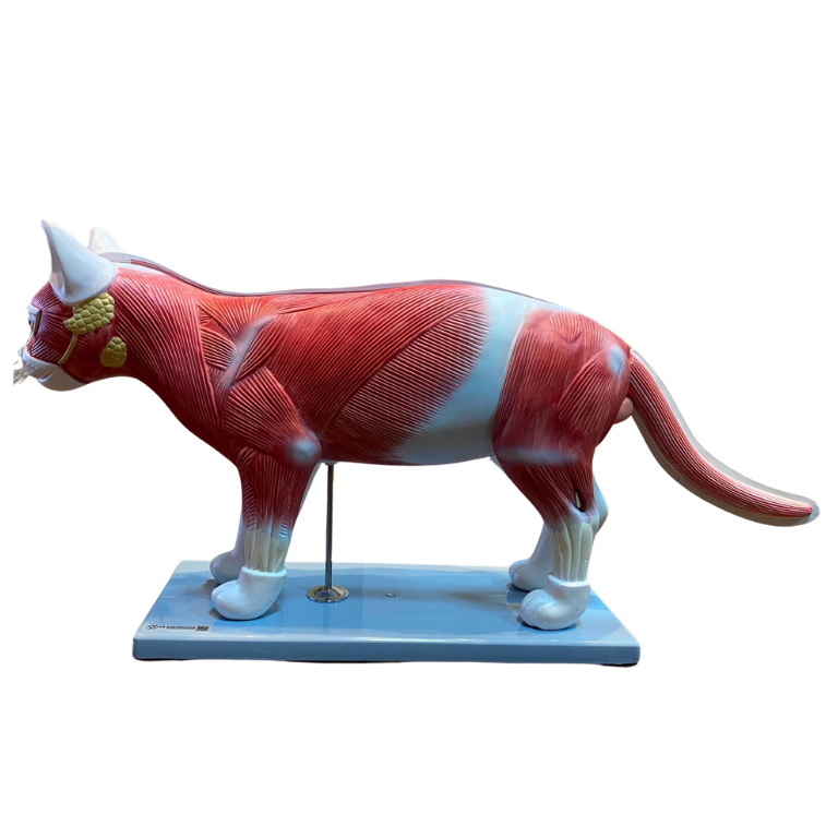 Modelo de Anatomia do Gato