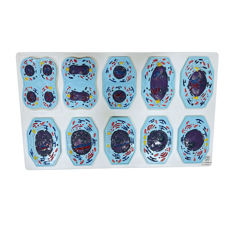 Modelo de Meiose com 10 Partes