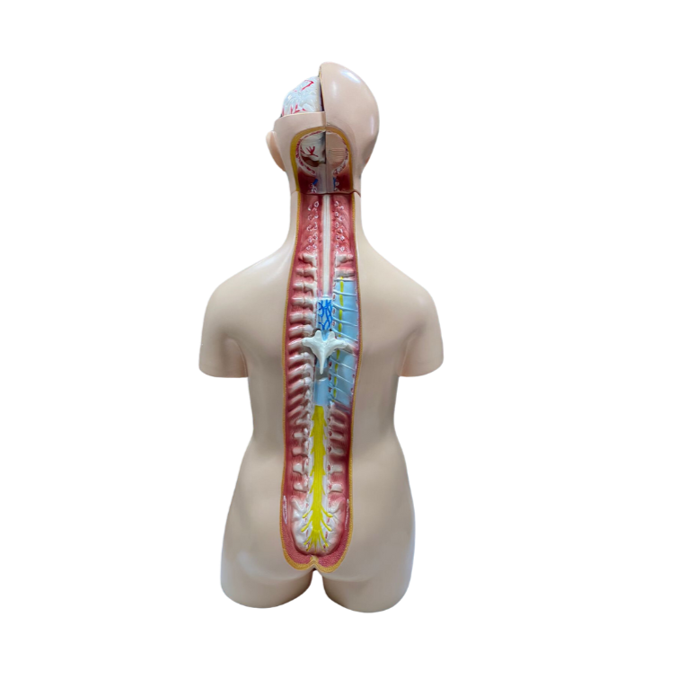 Modelo de Torso de 85 cm, Bissexual, com Coluna Exposta, em 23 Partes