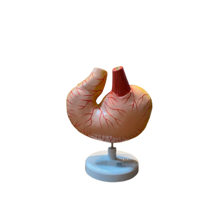 Modelo de Estômago de Cão