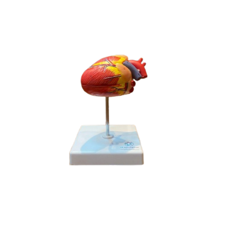 Modelo de Coração de Cão