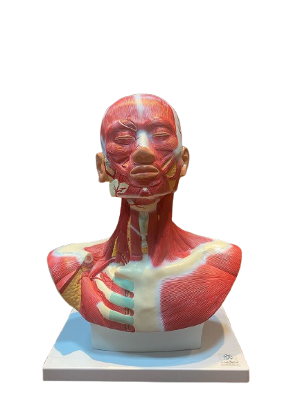 Modelo de Cabeça e Pescoço Muscular