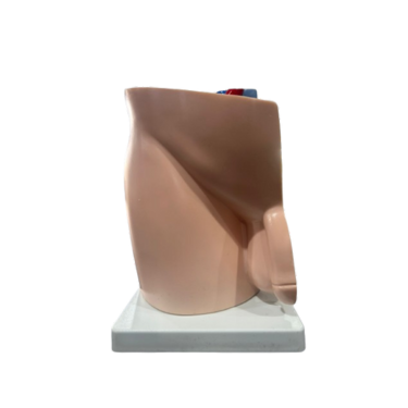 Modelo de Pelve Masculina