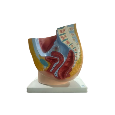 Modelo de Pelve Feminina