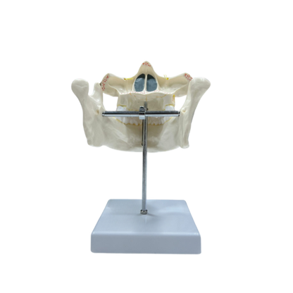 Modelo de Dentição Adulta