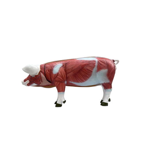 Modelo de Porco 17 Peças